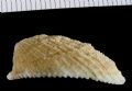 Diodora producta
